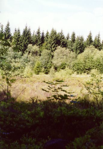 Rodacherbrunn_Schneise